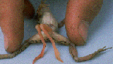 frog with 4 legs