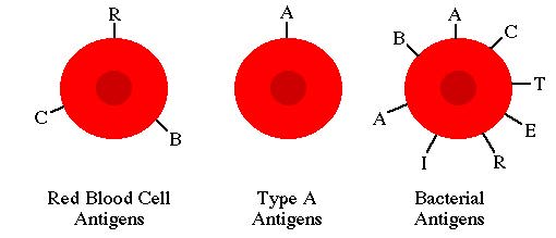 antigens on red blood cells