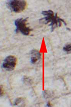 telophase