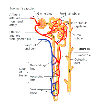 nephron